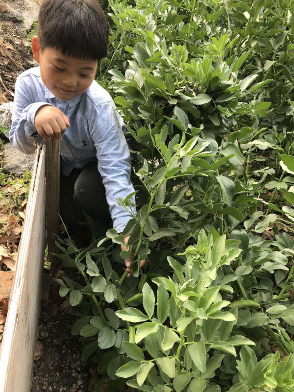 大2班  张钰昕 我在这一大片种植园里找到了蚕豆